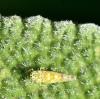 Eupteryx salviae